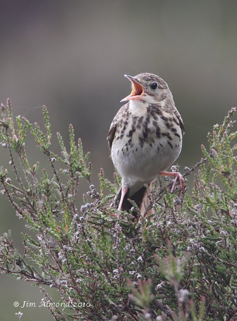 Tree Pipit singing Pole Cottage 6 6 10  IMG_3935